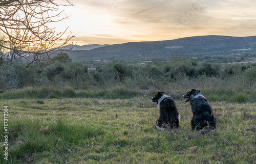 border collies in the field watching the sunset
