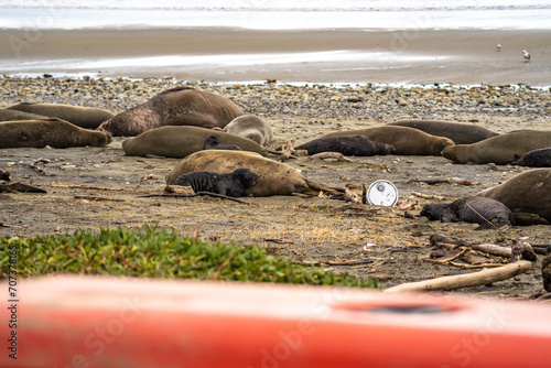 Elephant seals with their newborn babies lie on Drakes Beach behind a fence.