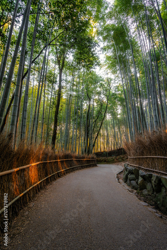 Arashiyama bamboo forest at sunrise in Kyoto, Japan.