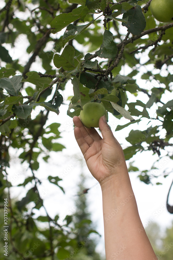 A woman harvests apples from a tree. Summer in the village, a woman in a sundress and an apron A woman harvests apples from a tree. Summer in the village, a woman in a sundress and an apron