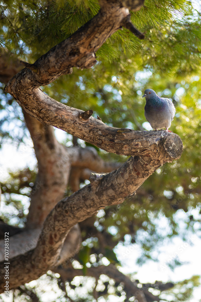 Φωτογραφία Grey pigeon on a tree branch