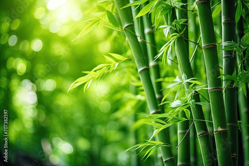 Asian Bamboo forest as a natural backdrop