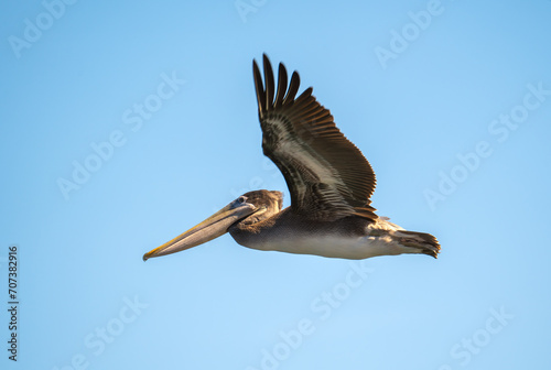 American brown pelicans are flying.  photo