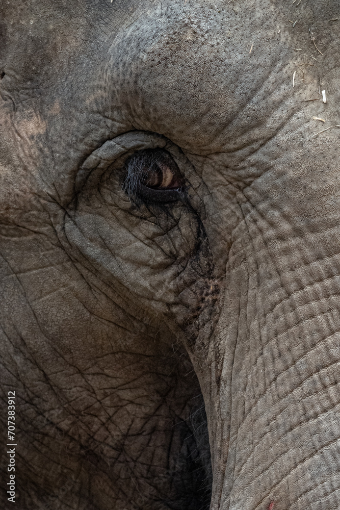 Indian elephant - detail of the eye of a female. Indian elephant - detail of the eye of a female.