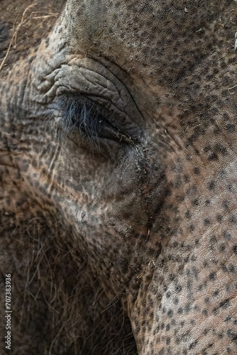 Indian elephant - detail of male eye.