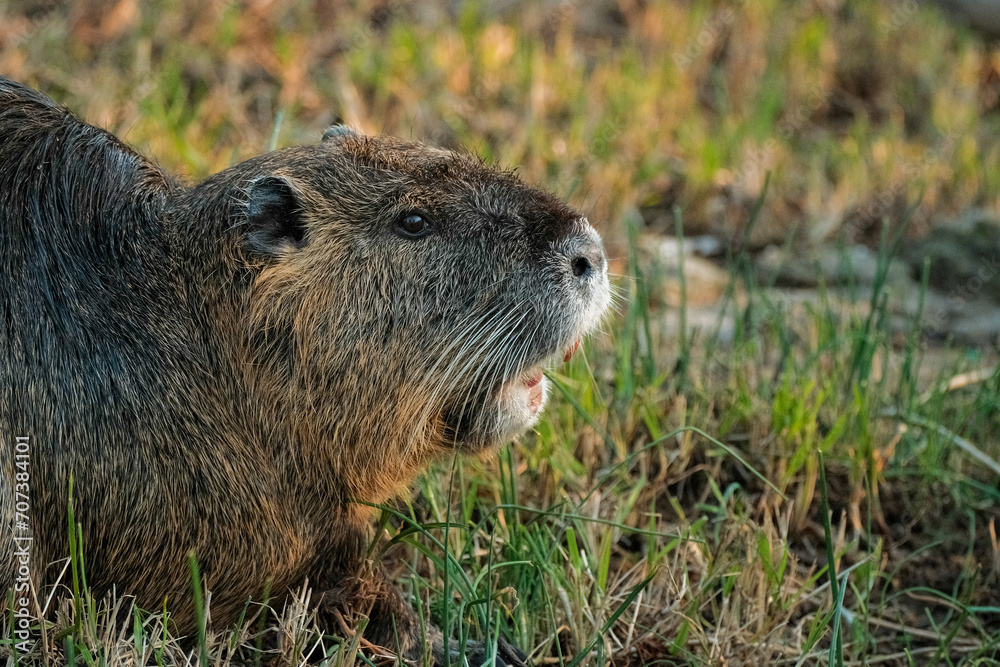 extreme close up of coypu eating grass extreme close up of coypu eating grass