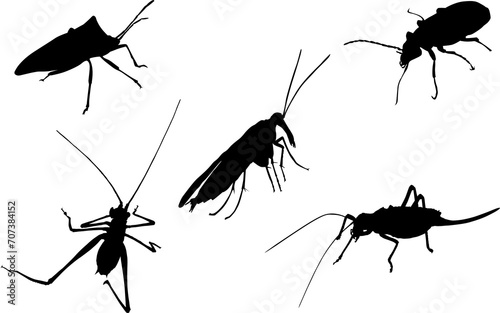 silueta, insectos, bichos © fergomez