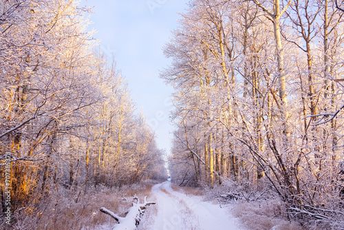 Snowy country road in the bush in golden hour light.