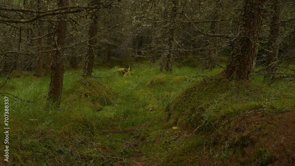 Barely passable coniferous forest with lush undergrowth in Scottish highlands. Dry conifer branches full of lichen grow densely over green mossy and grassy forest floor. Glimpse of wild Scotland. Barely passable coniferous forest with lush undergrowth in Scottish highlands. Dry conifer branches full of lichen grow densely over green mossy and grassy forest floor. Glimpse of wild Scotland.