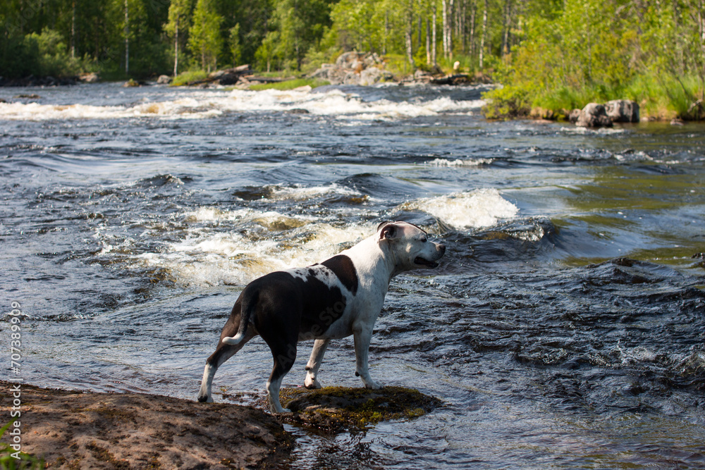 portrait of a dog against the background of a rushing river. An animal on a walk near the water, Republic of Karelia portrait of a dog against the background of a rushing river. An animal on a walk near the water, Republic of Karelia