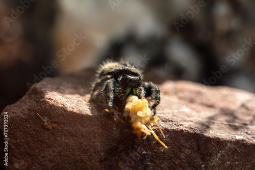 A female bold jumping spider (phiddipus audax - bryantae variant) snacking on a cricket. photo