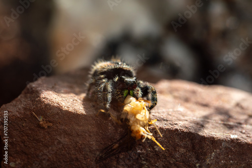 A female bold jumping spider (phiddipus audax - bryantae variant) snacking on a cricket. photo