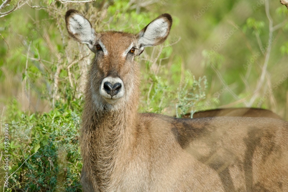 Fototapeta premium a female waterbuck