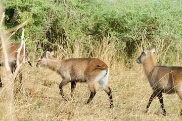Wandcirkels Antilope Vrouwelijke waterbok in groene savanne  © Thomas