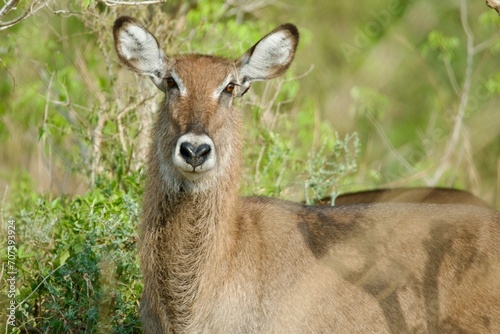 Canvas Print a female waterbuck