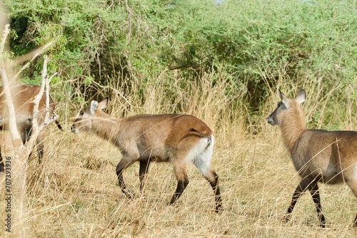 Photography a female waterbuck