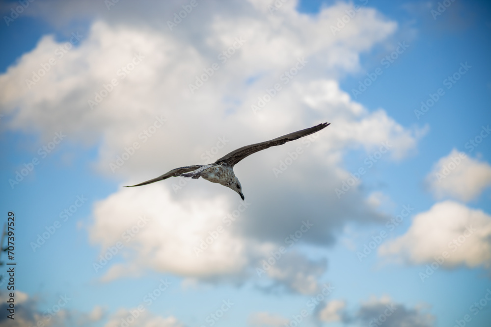 White seagull flying with wings spread. Flying Seagull, Symbol of Freedom Concept. Blue sky and white clouds background White seagull flying with wings spread. Flying Seagull, Symbol of Freedom Concept. Blue sky and white clouds background