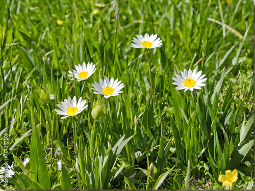 daisies in a meadow, grass and flowers