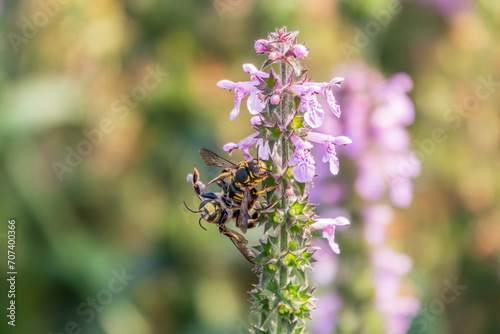 Fototapeta Naklejka Na Ścianę i Meble -  A bee collects pollen on Purple Betony flowers or Betony, Wood Betony, Bishopwort, Bishop's Wort.