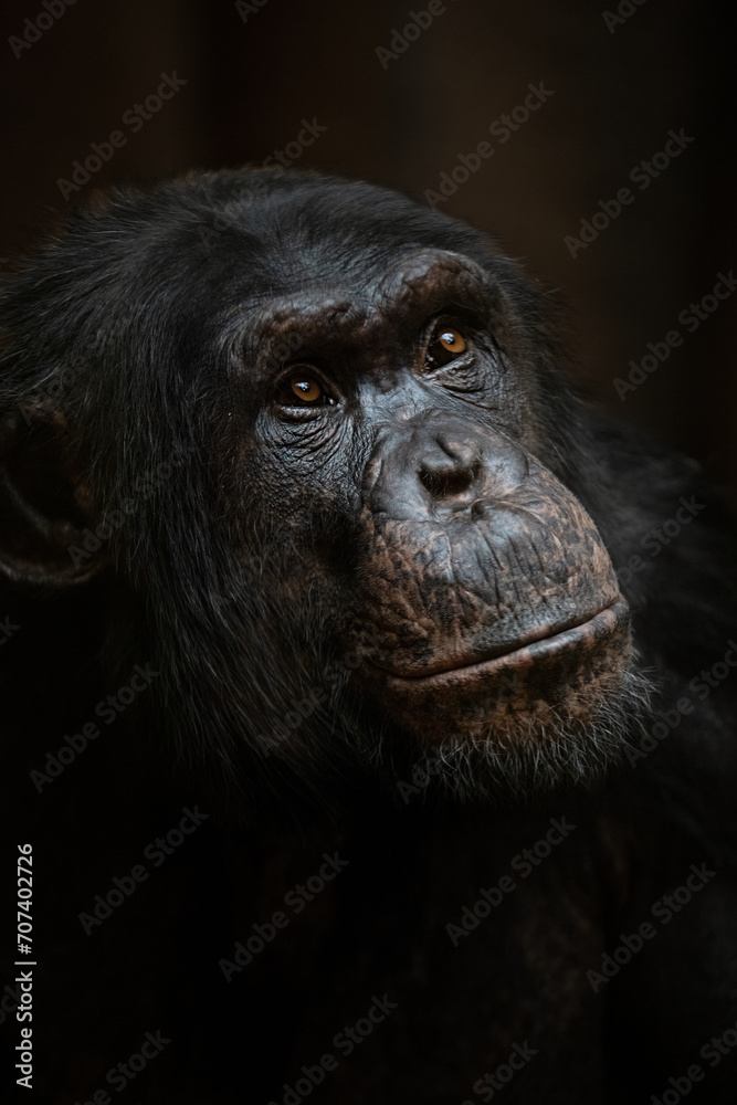 Obraz premium Portrait of a chimpanzee of Guinea with a dark background.