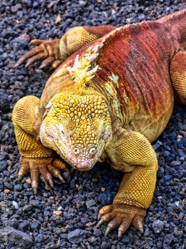 Galápagos Islands