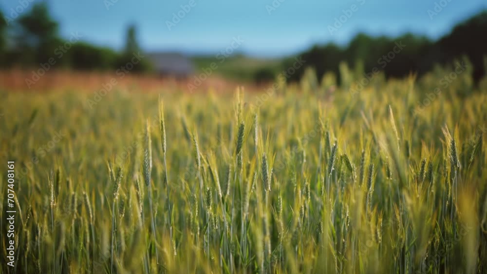 Grain, wheat moving slowly in the wind, cinematic slow motion 4k Grain, wheat moving slowly in the wind, cinematic slow motion 4k