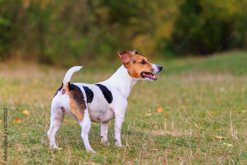 A cute Jack Russell Terrier dog walks in a clearing in the forest. Pet portrait with selective focus and copy space