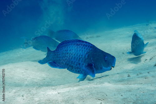 blue parrot fish feeding in the sand photo