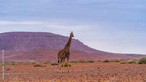 Desert giraffe spotted near Palmwag while driving towards Skeleton Coast National Park, Namibia