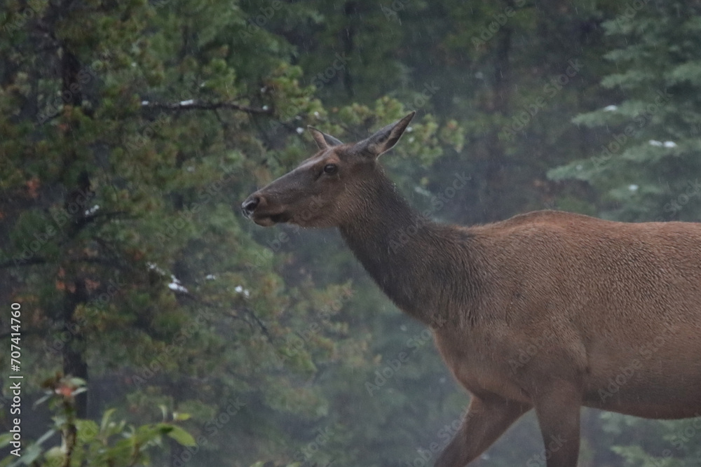 Fototapeta premium Elk in the Snow