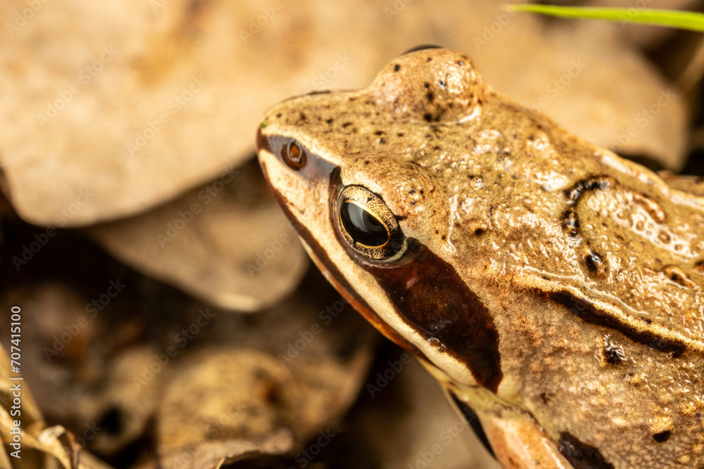 Fototapeta premium Żaba, frog