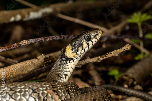 Wąż zaskroniec, grass snake