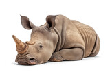 Resting rhinoceros on isolated background