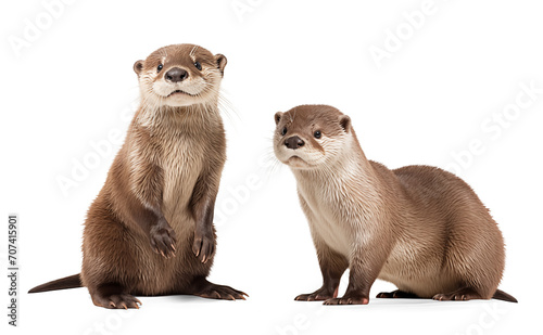 Cute river otters on isolated transparent background photo