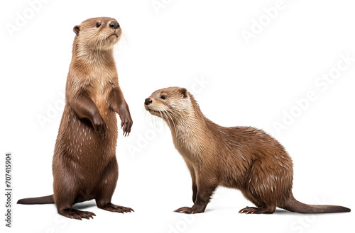 Two otters couple on isolated background