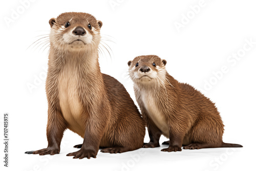 Cute otter family, young and adult, isolated photo