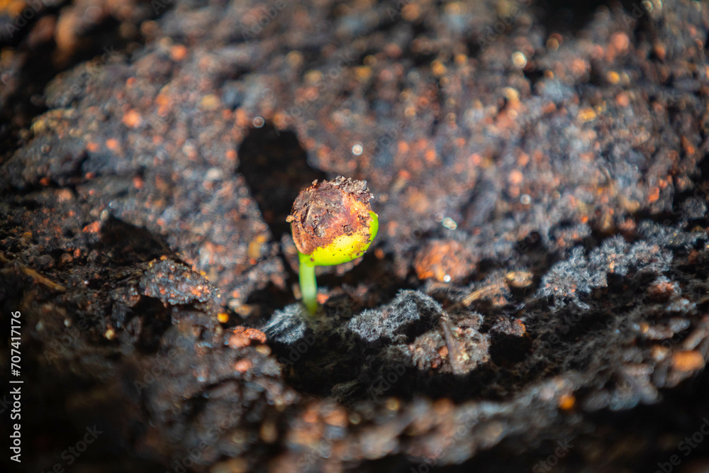 Seed of the Brazilian tree known as (Brazilwood) Paubrasilia echinata ...