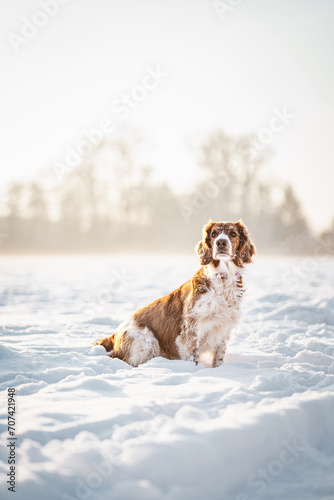 Happy healthy active dog purebred welsh springer spaniel looking cute on a snowy field.