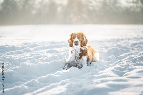 Happy healthy active dog purebred welsh springer spaniel playing, running and jumping in a snow field.