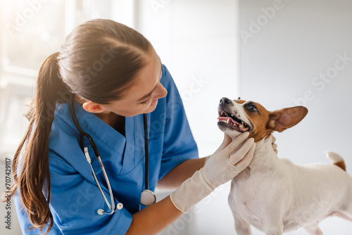 Vet examines happy dog's teeth in clinic