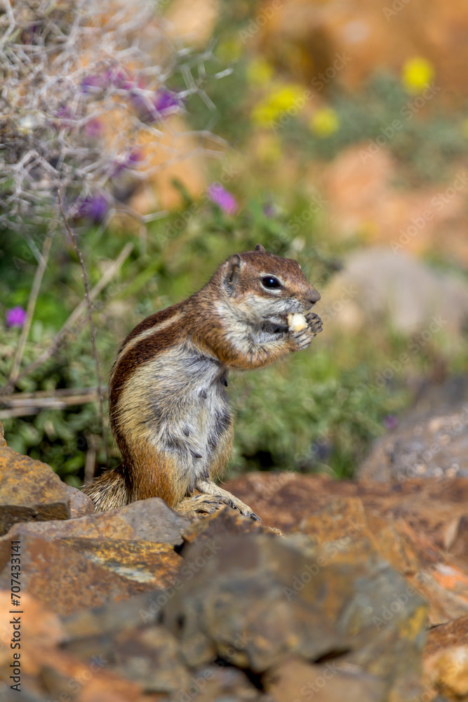 Atlashörnchen Atlashörnchen