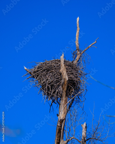 Bald Eagle Nest in winter