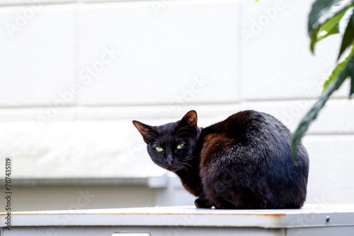 不機嫌そうな表情で後ろを振り向く黒の野良猫 photo