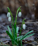 Close up of snowdrop during spring