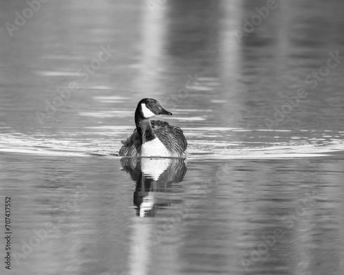 Goose in black and white