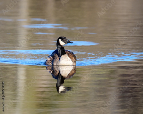 Goose on the water