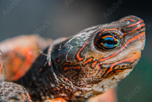 turtle close up photo