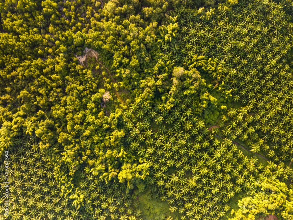 Φωτογραφία Row of palm tree plantation garden on high mountain in phang nga thailand, Aeria