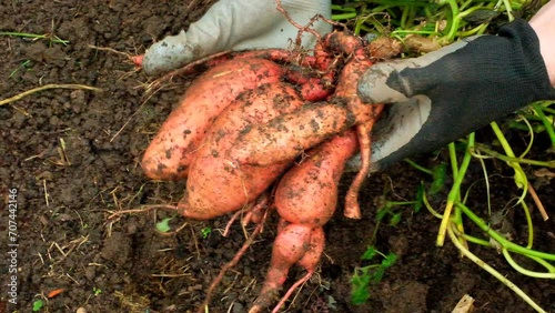 Sweet potato harvest in the hands of a farmer.Vegetable tubers in the ground. 4k footage photo