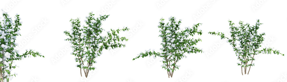 Philadelphus Bouquet Blanc isolate transparent background.3d rendering PNG Philadelphus Bouquet Blanc isolate transparent background.3d rendering PNG
